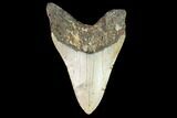 Bargain, Megalodon Tooth - North Carolina #101345-1